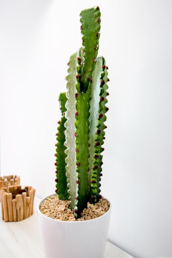 Cactus Apartment 圣米格尔德阿沃纳 外观 照片
